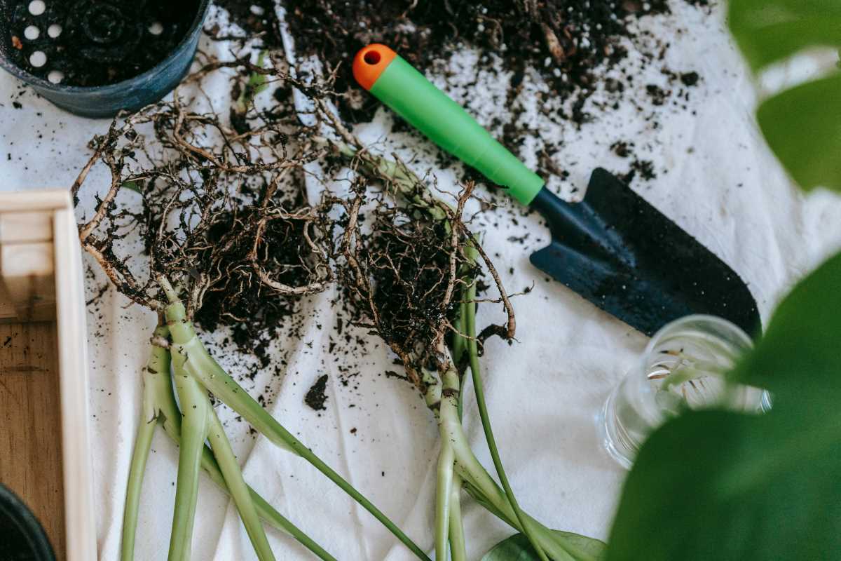 Why Gardening is the Secret Workout You Didn’t Know You Needed